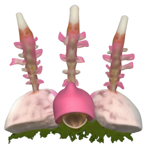 Fermented Root Listener